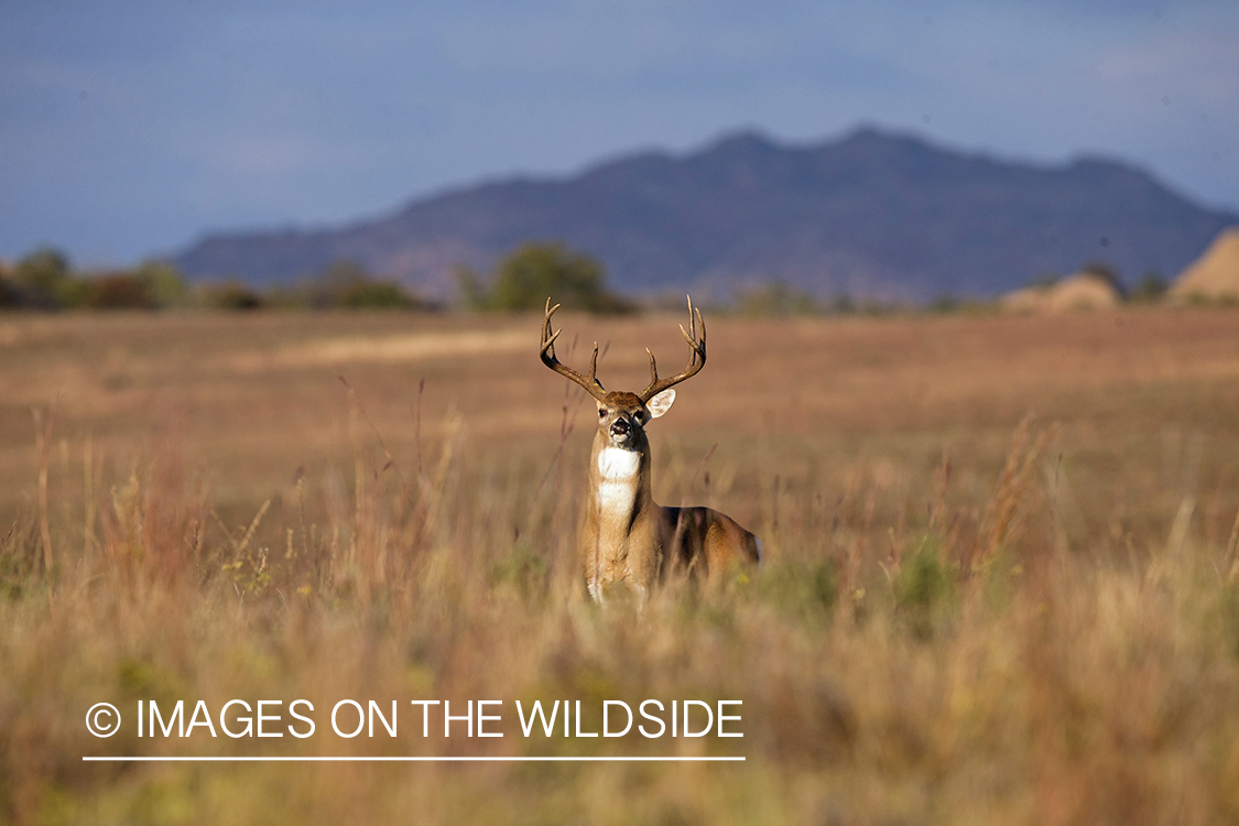 White-tailed buck in habitat. 