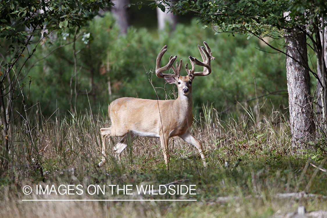 White-tailed buck in velvet.