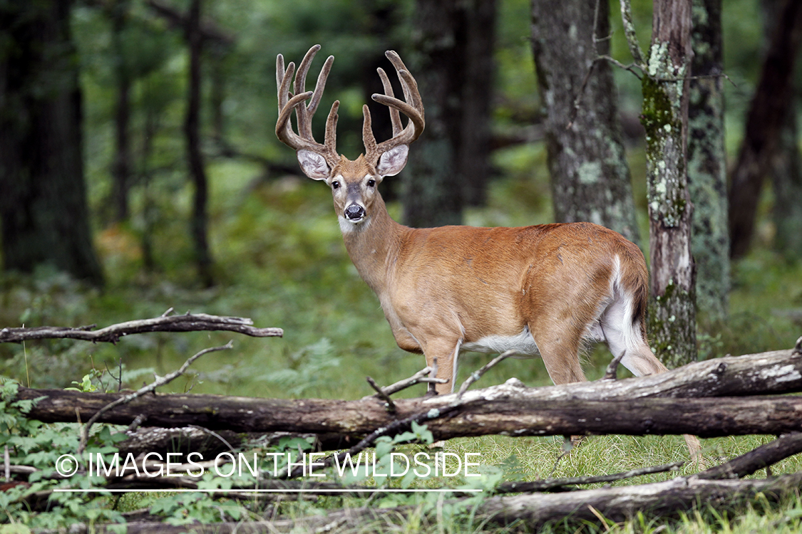 White-tailed buck in velvet.