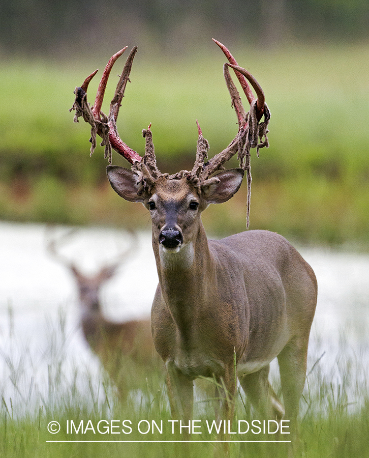 White-tailed buck shedding velvet.