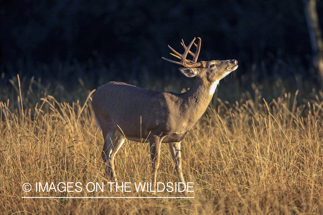 White-tailed buck in rut.