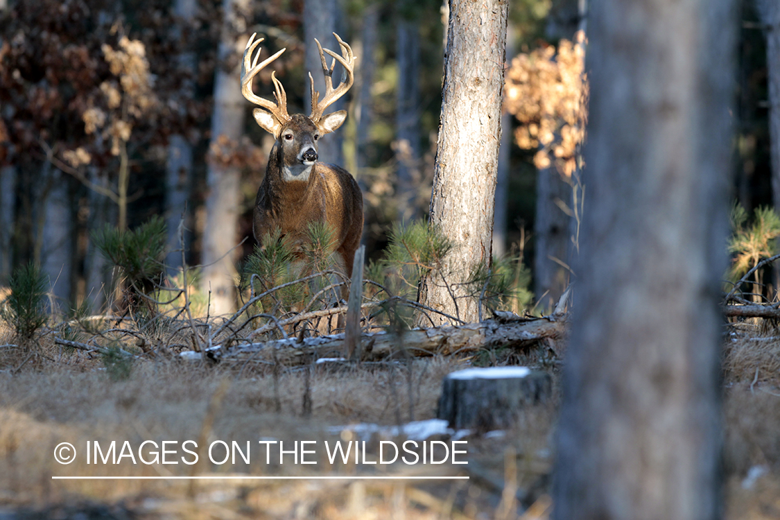 White-tailed buck in habitat.