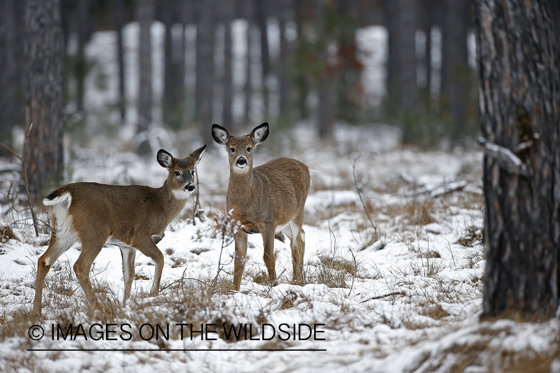 White-tailed fawns in winter habitat.