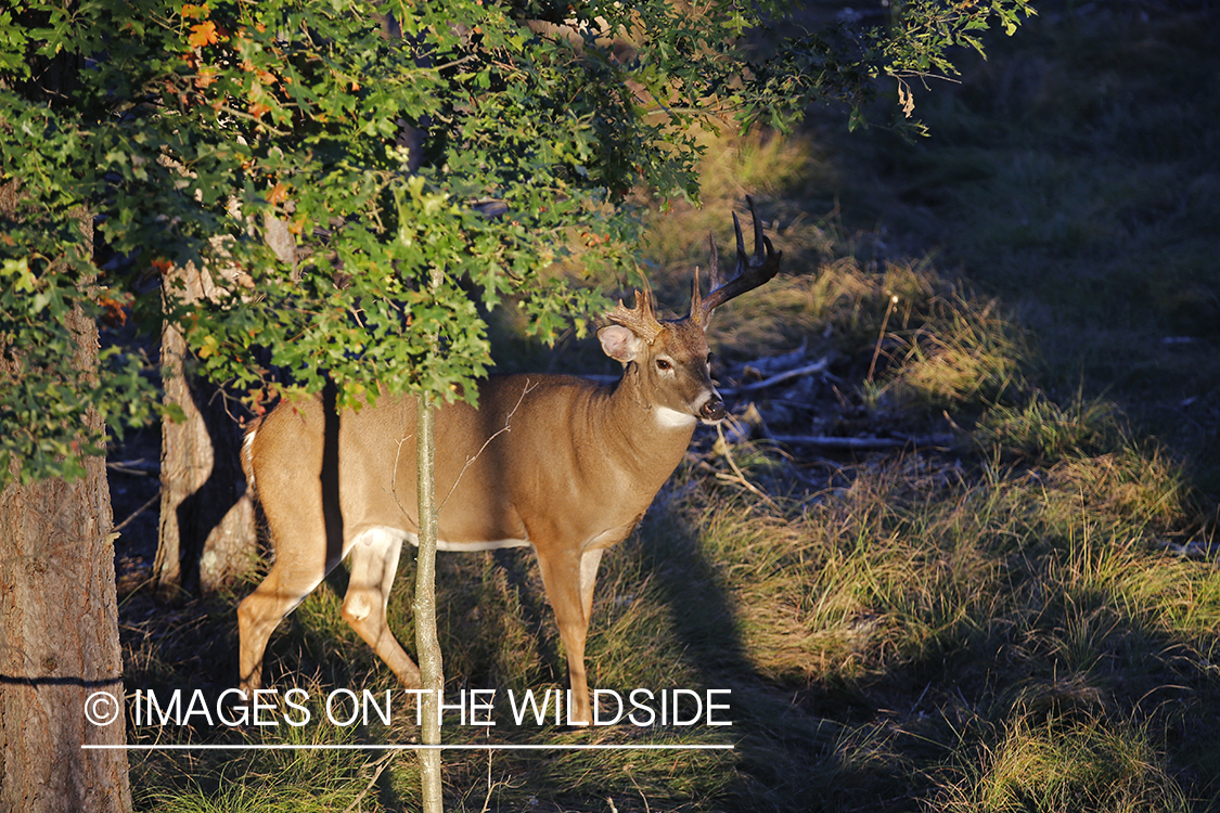 White-tailed buck photographed from tree stand.