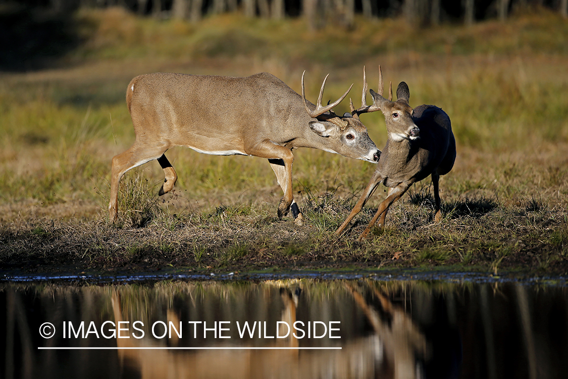 White-tailed buck chasing doe.