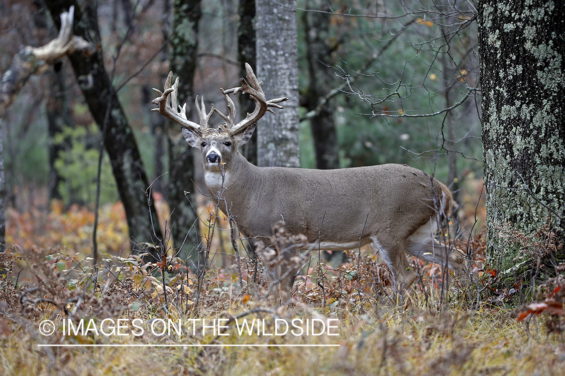 White-tailed buck in woods.