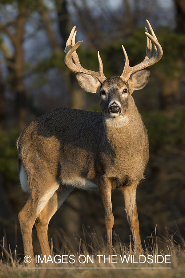 Whitetailed buck in habitat.