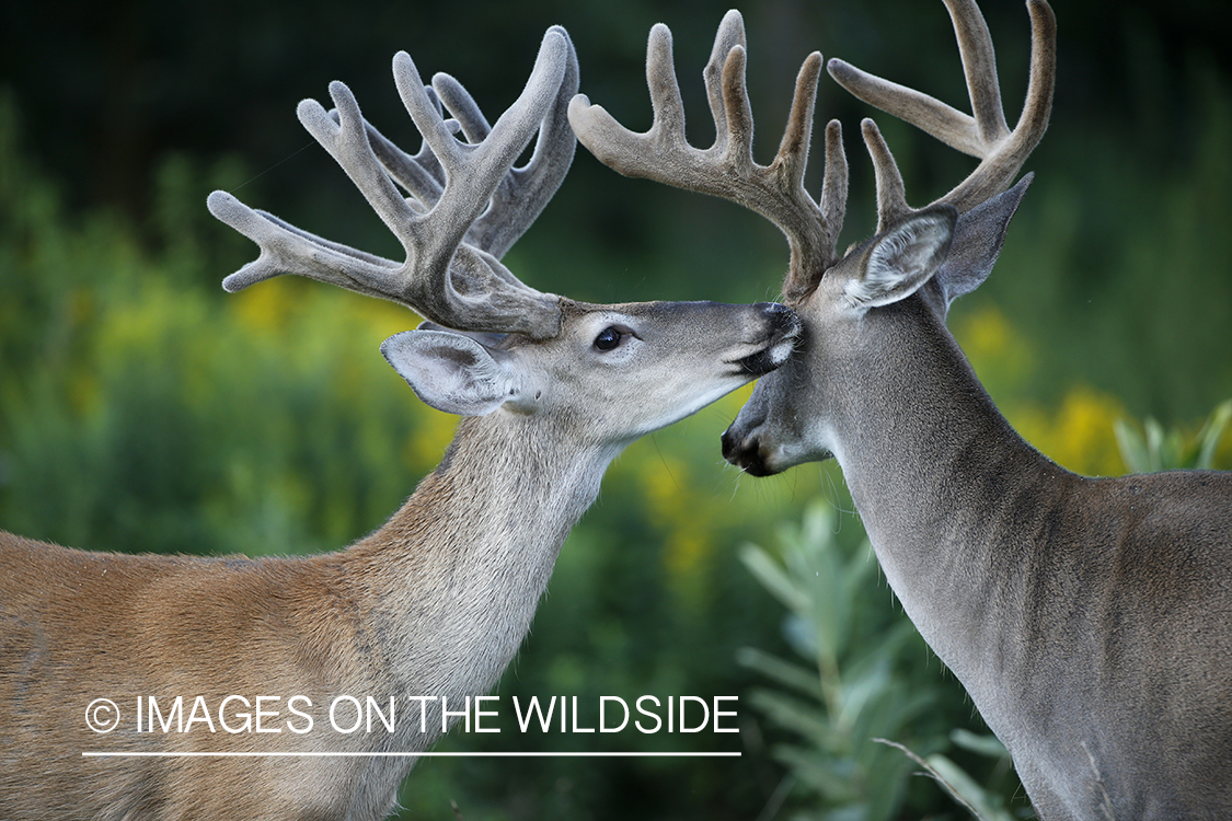 White-tailed buck in velvet.