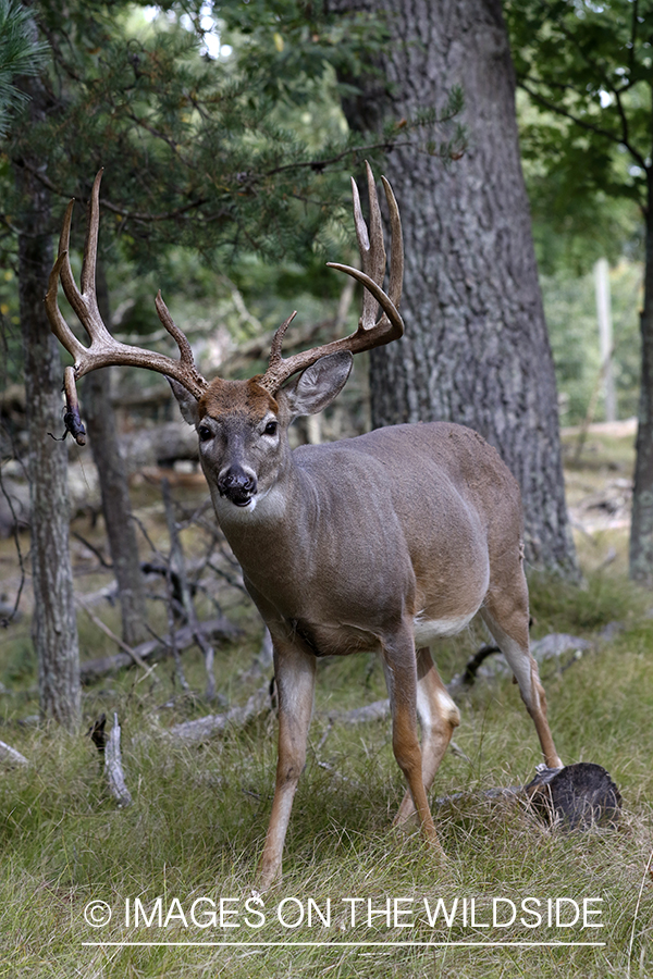 White-tailed buck in field.