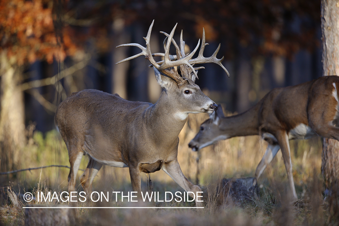 White-tailed buck in field.