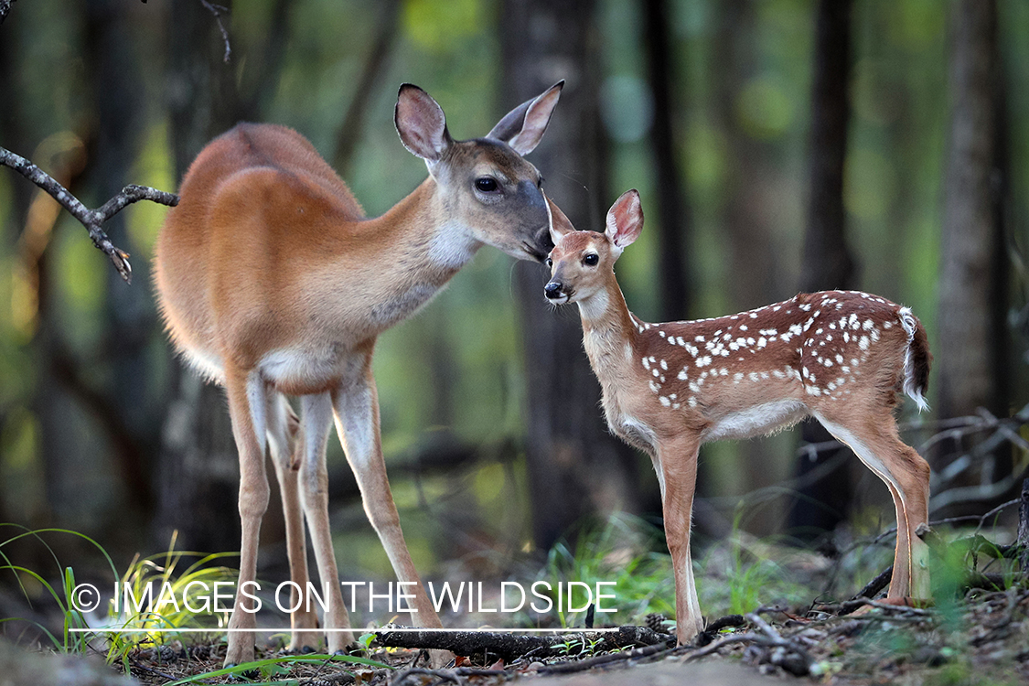 White-tailed deer with fawn.