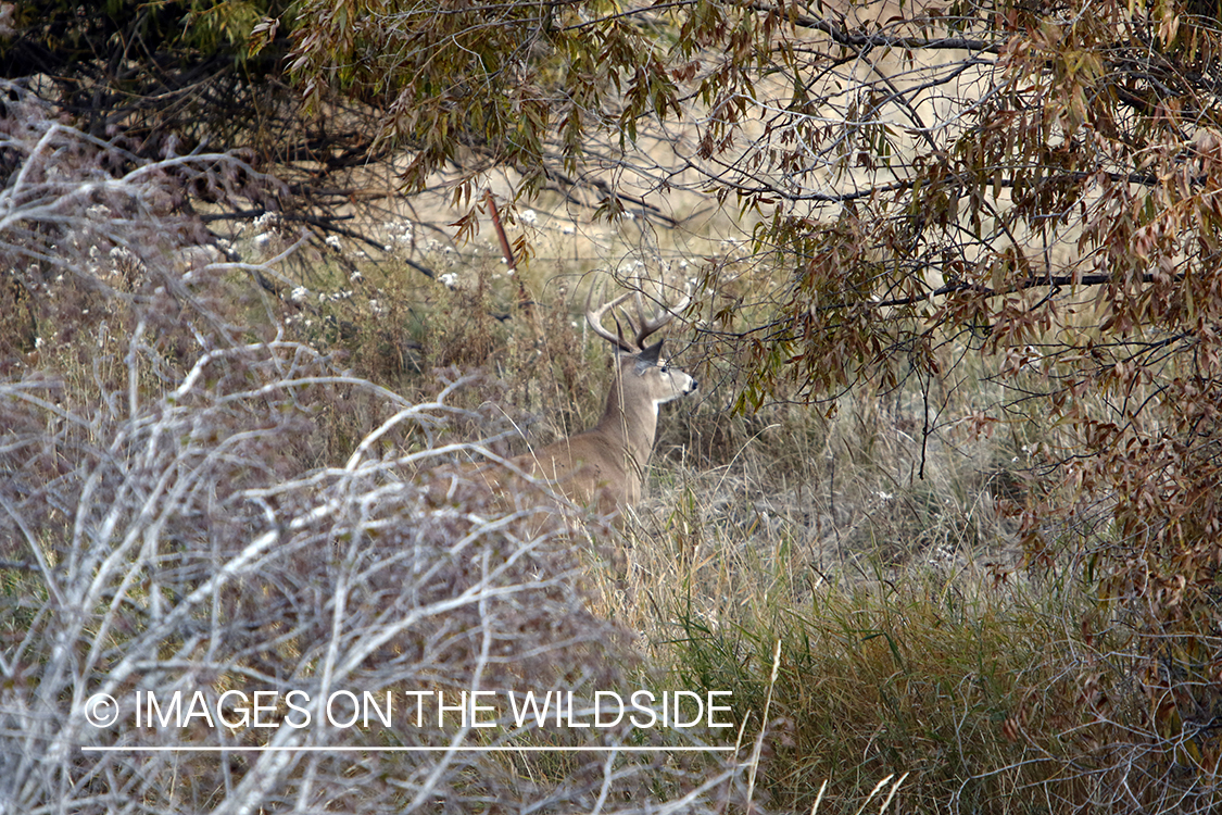 White-tailed buck in field.