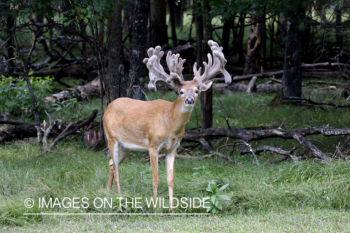 White-tailed buck in Velvet.