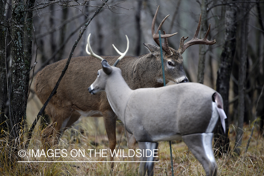 White-tailed buck confronting deer decoy.