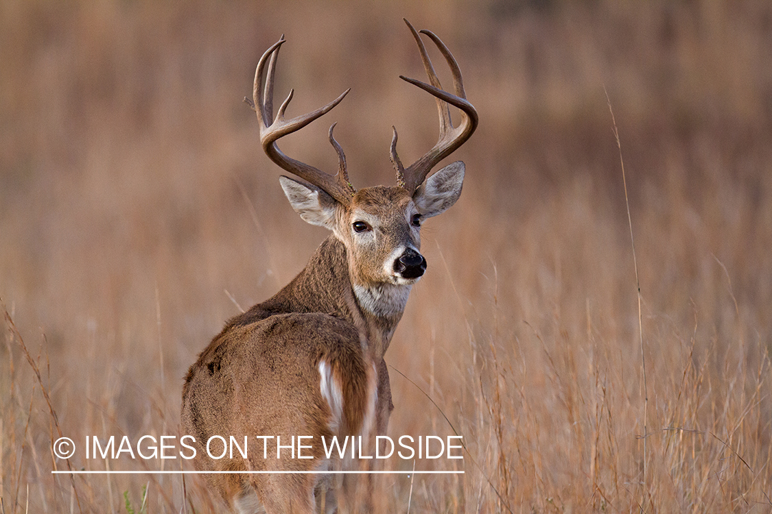 White-tailed buck in field.