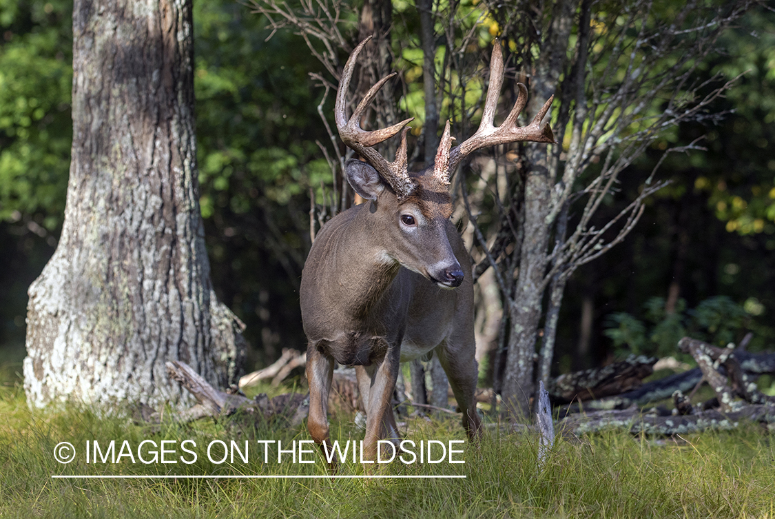 White-tailed buck in the Rut.