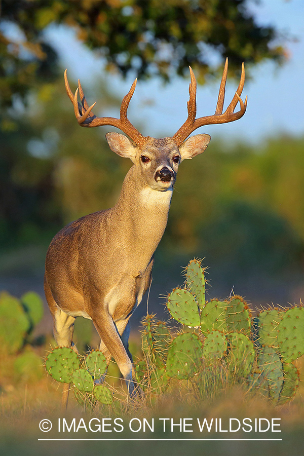 White-tailed buck with cactus.