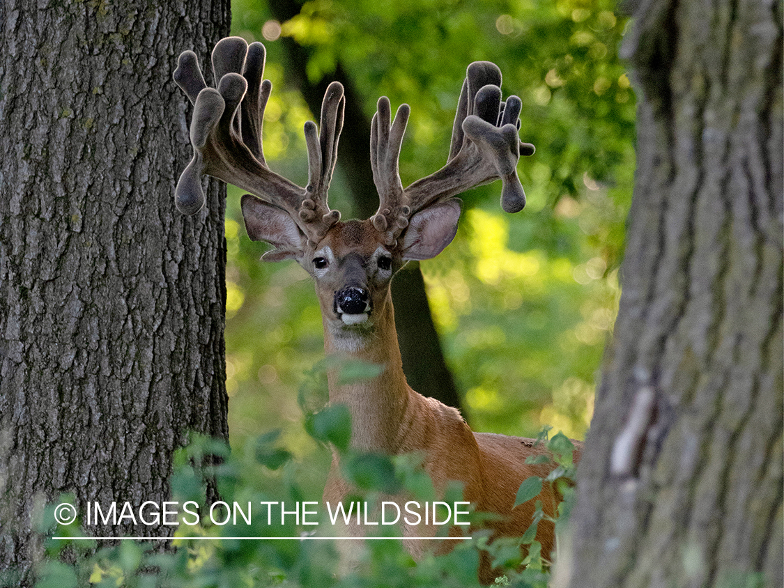 White-tailed deer in velvet.