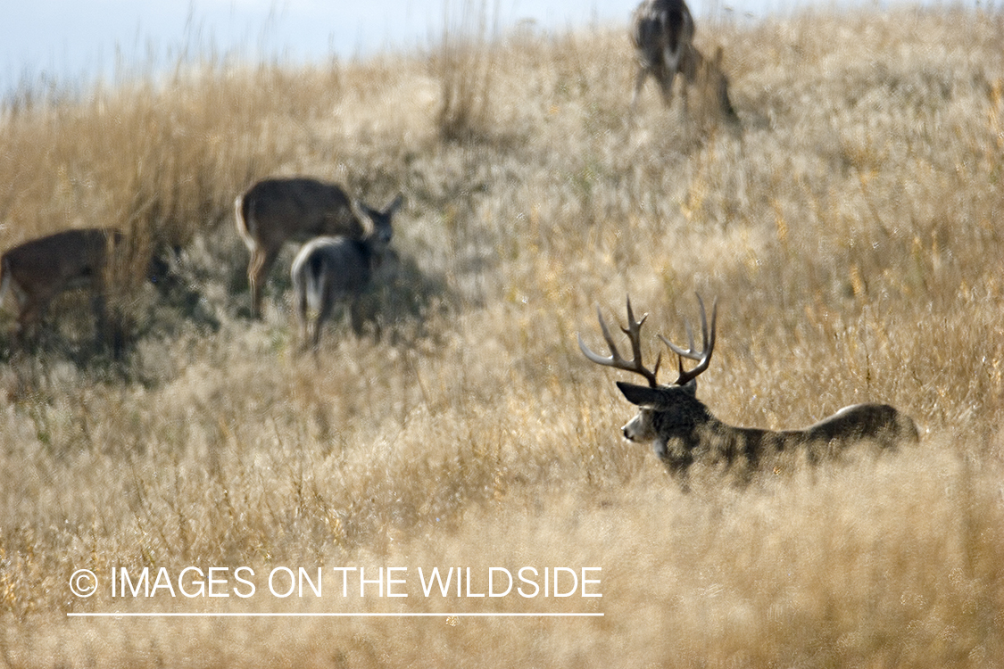 White-tailed deer in meadow.