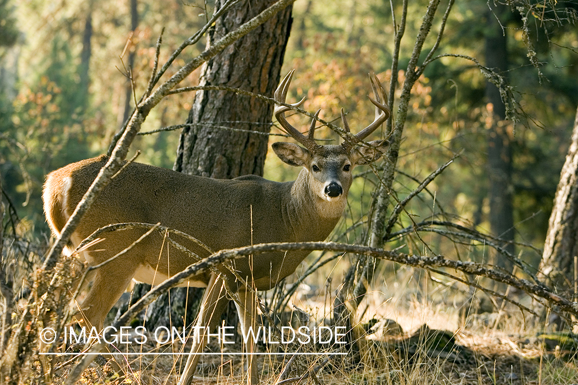 White-tailed deer in habitat