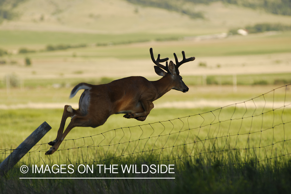 White-tailed deer jumping fence.