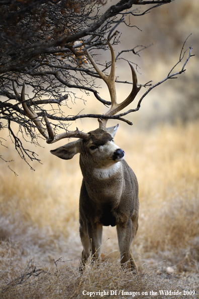 Mule buck rubbing antlers in tree.