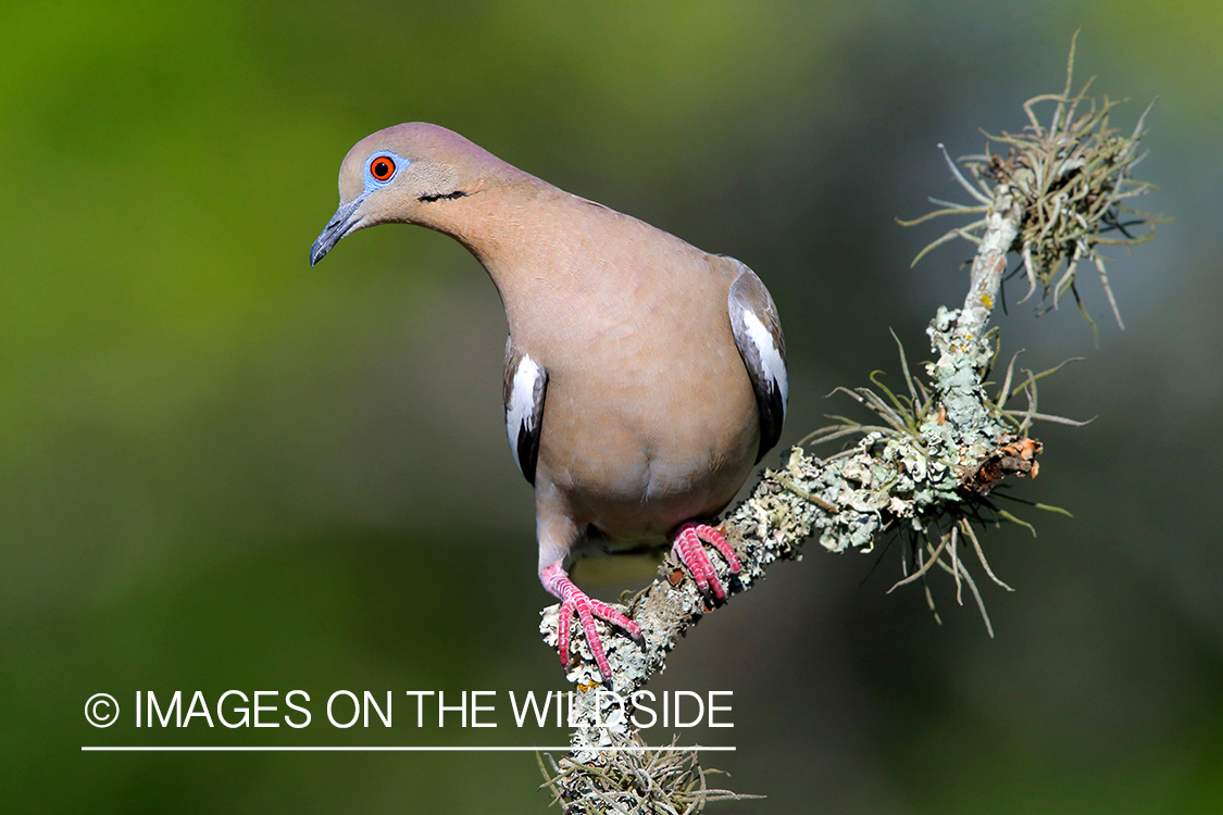 White-winged Dove on branch.