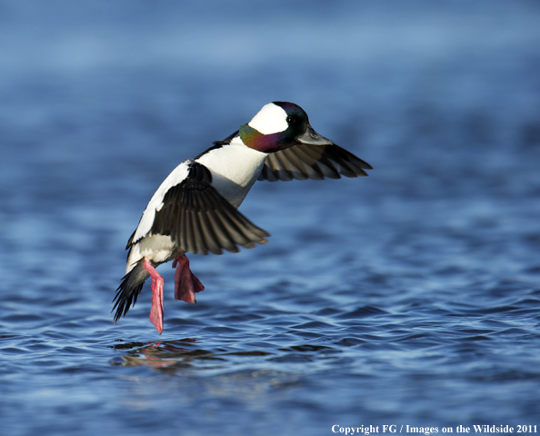 Bufflehead landing on water. 