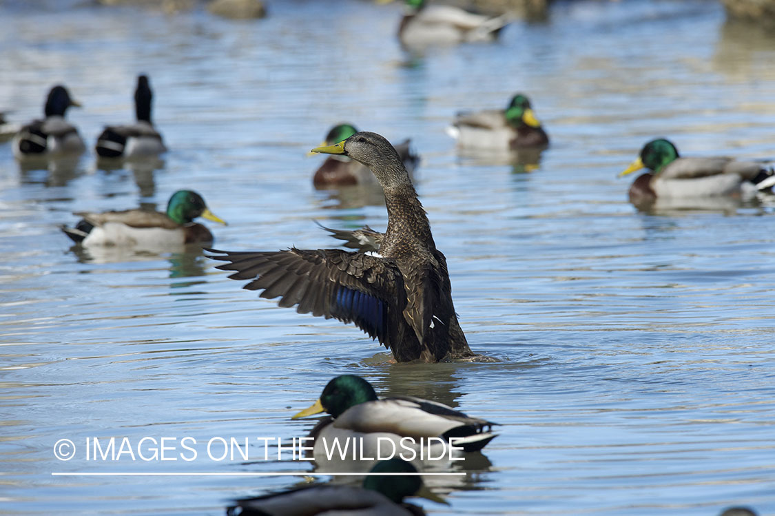 Black duck swimming with mallard ducks.