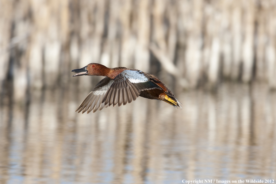 Cinnamon Teal in flight. 