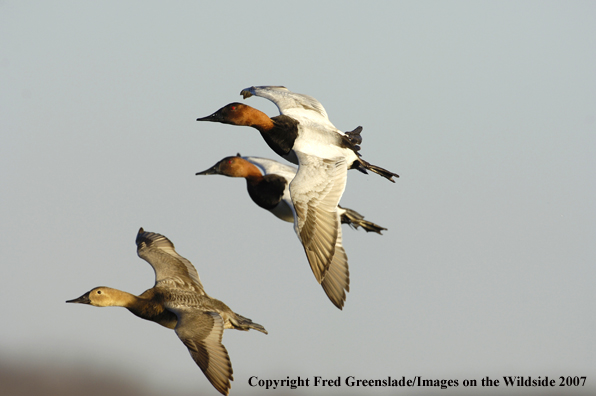 Canvasback ducks