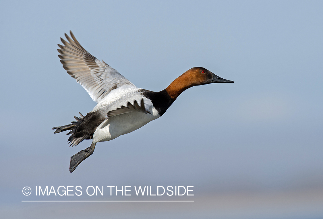 Canvasback in flight.