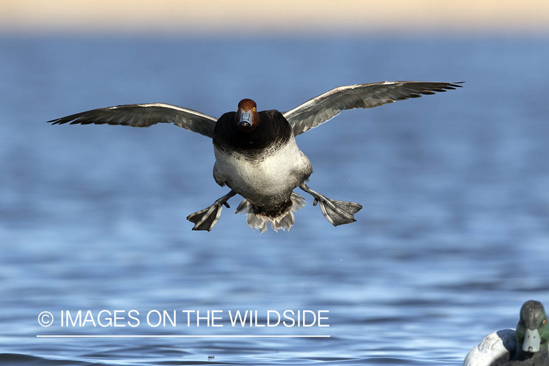 Canvasback drake in flight.