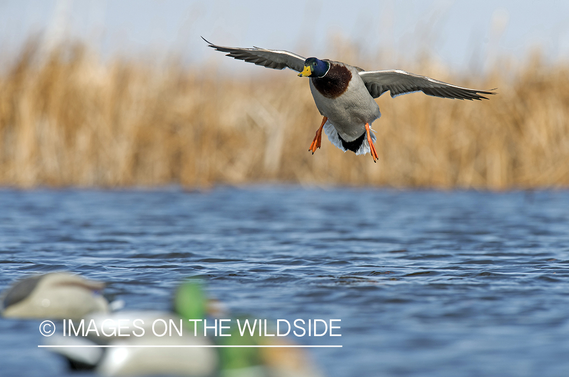 Mallard duck landing on pond.