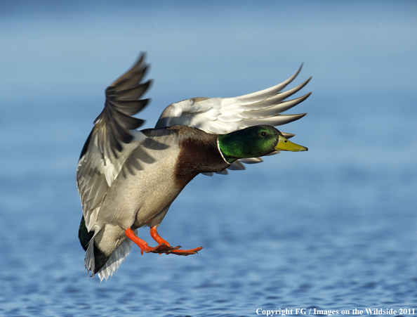 Mallard landing. 