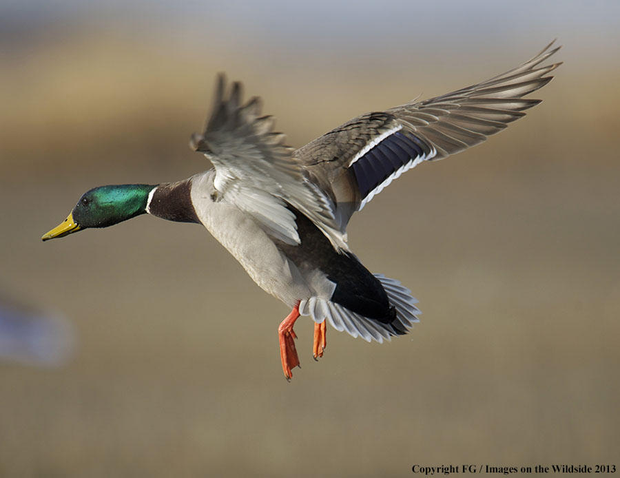 Mallard in flight.