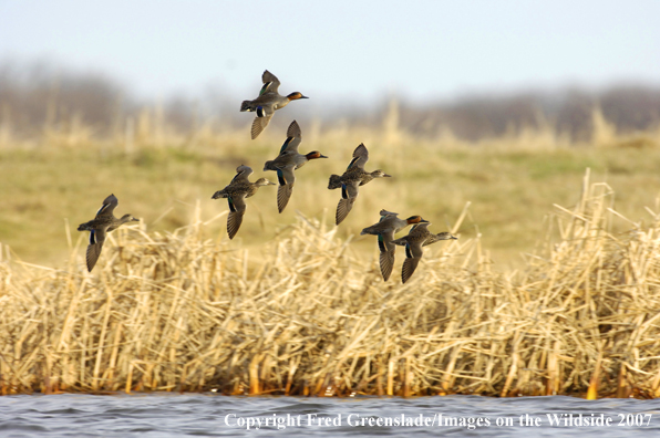 Green-winged teal ducks