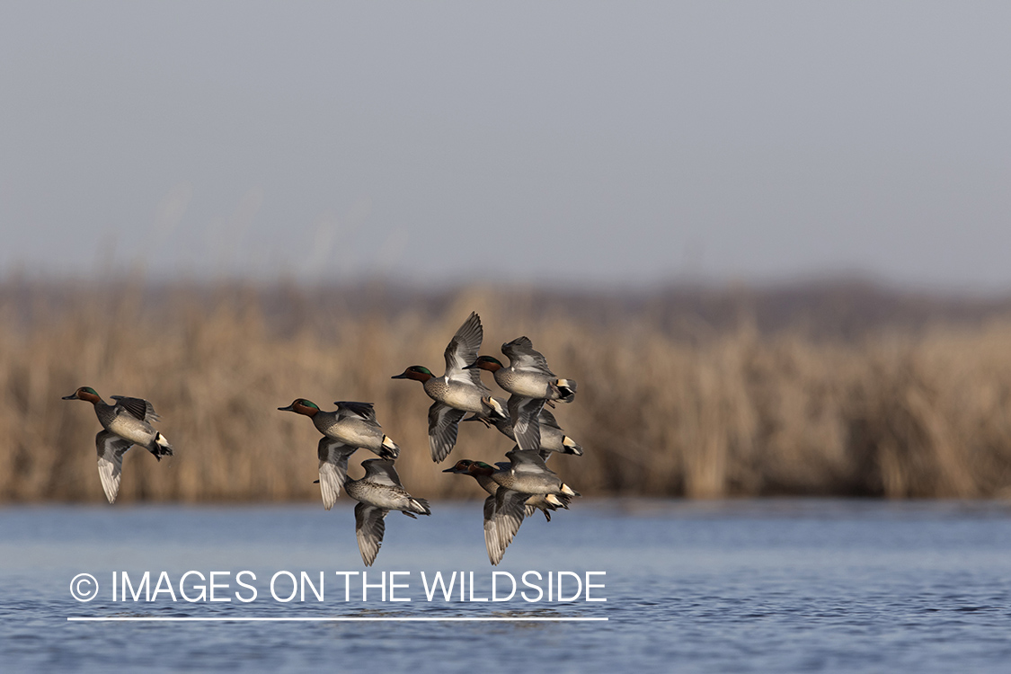 Green-winged Teal (whiffling) in flight.