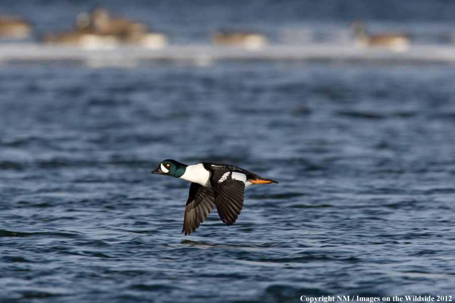 Barrow's Goldeneye in flight. 