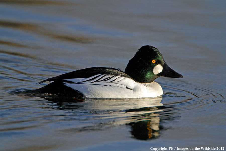 Common Goldeneye. 