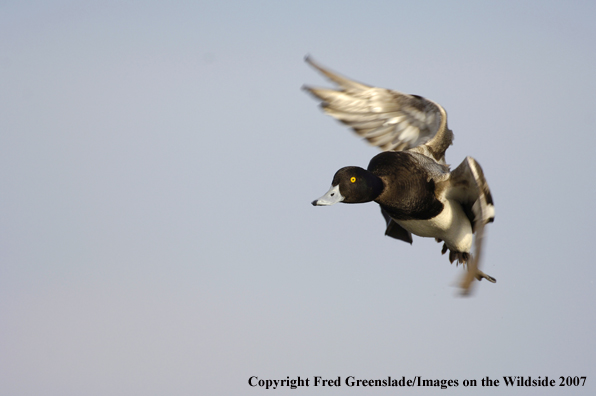 Lesser Scaup duck