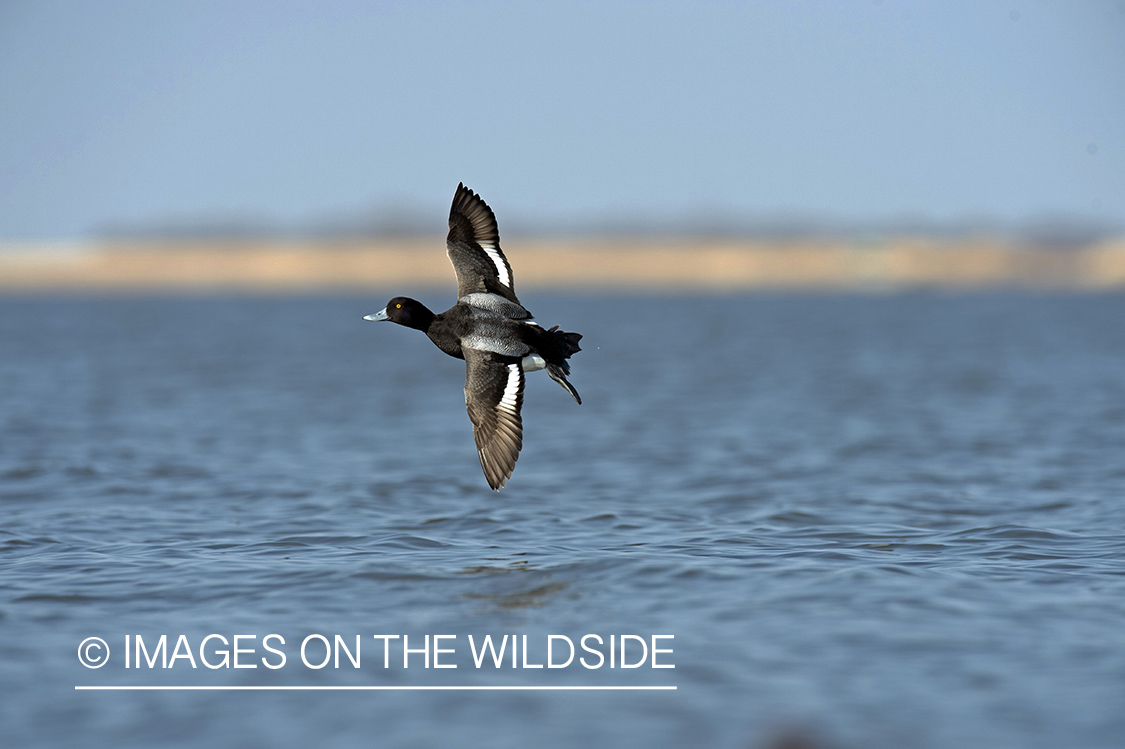 Lesser Scaup in flight.