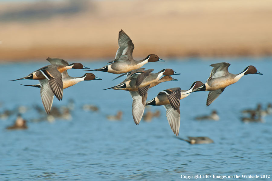 Pintail Ducks in wetland.