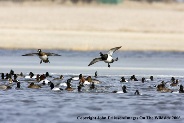 Greater scaup ducks in habitat.