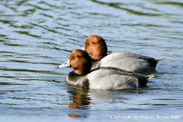 Redhead ducks.