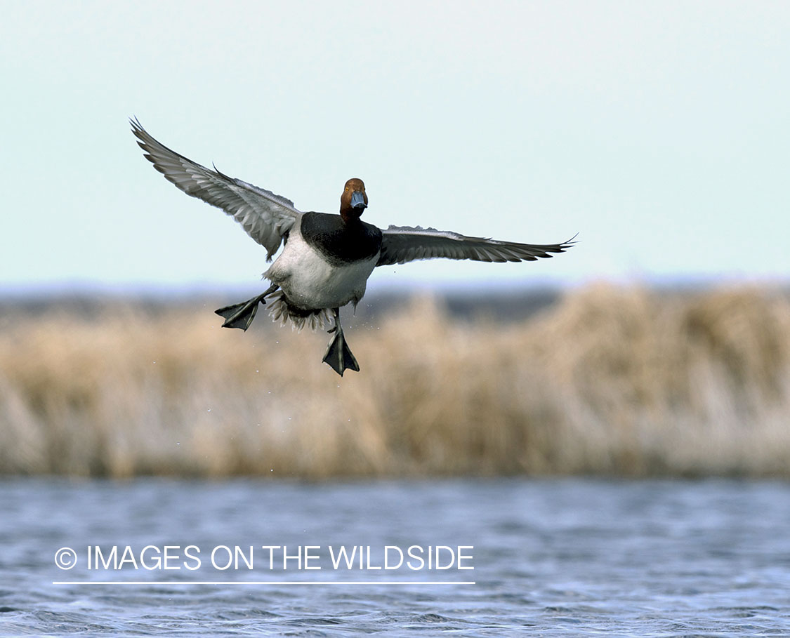 Redhead duck in flight. 