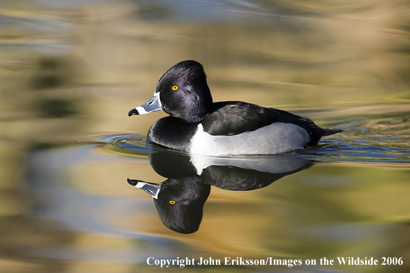 Ring-necked drake in habitat.