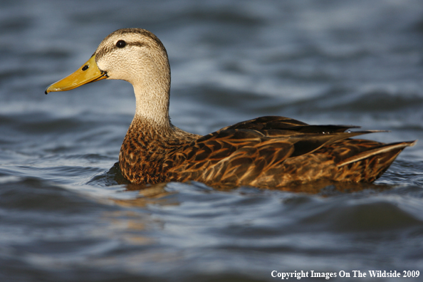 Mottled Duck Swimming