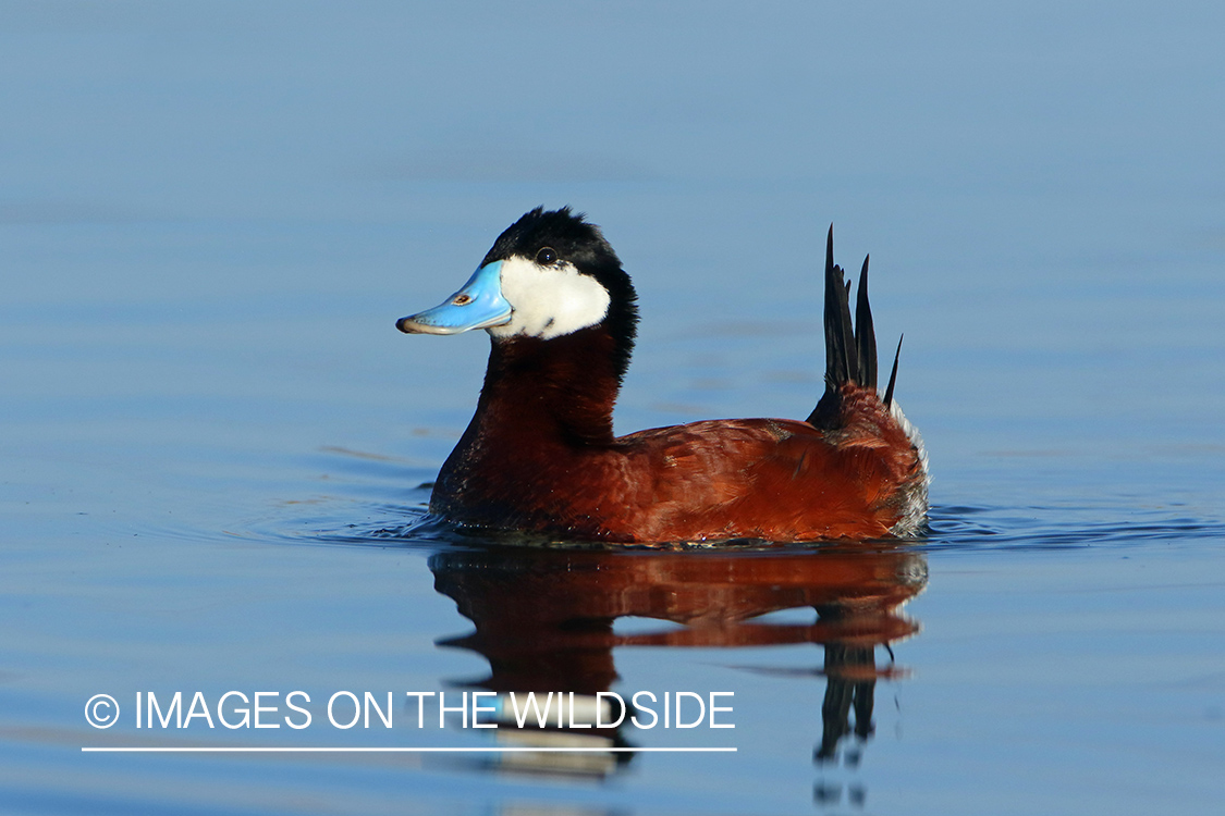 Ruddy Duck Drake