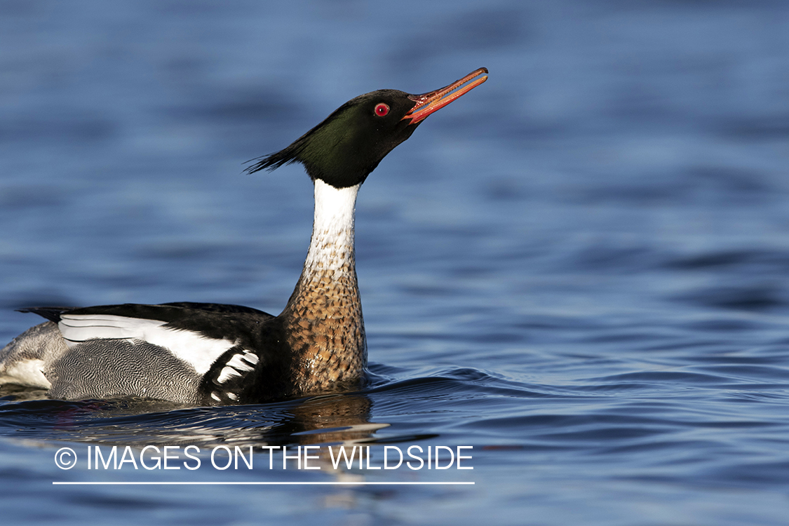 Red-breasted Merganser on water.